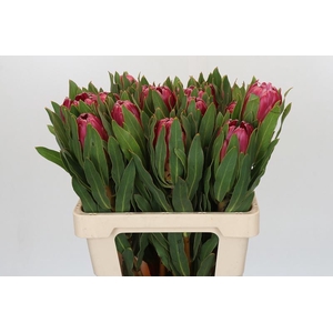Protea Brenda