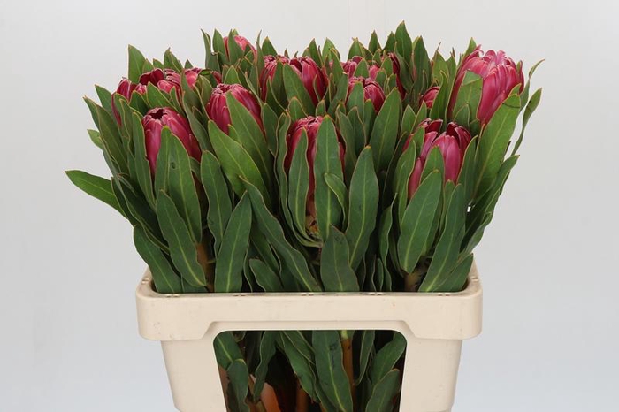 <h4>Protea Brenda</h4>