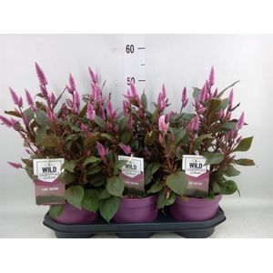 Celosia spic. 'Wild Pink'