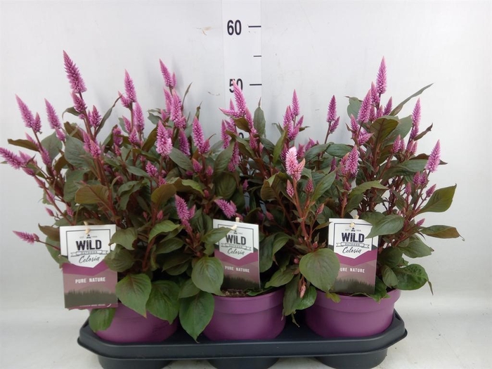 <h4>Celosia spic. 'Wild Pink'</h4>