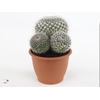 Mammillaria Hahniana (flowering)