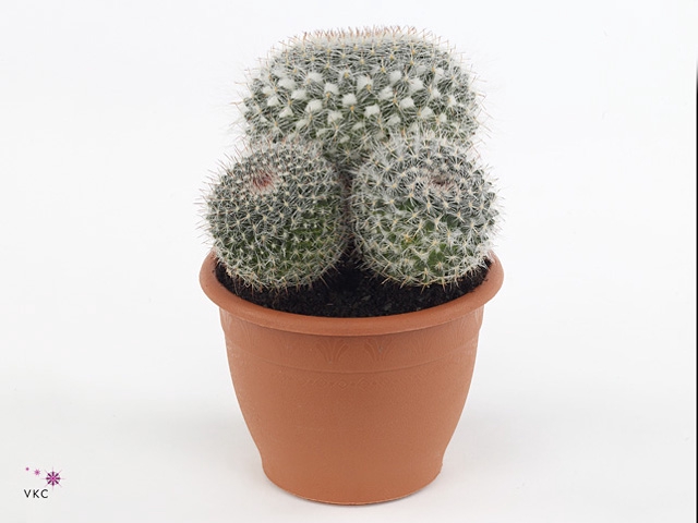 Mammillaria Hahniana (flowering)