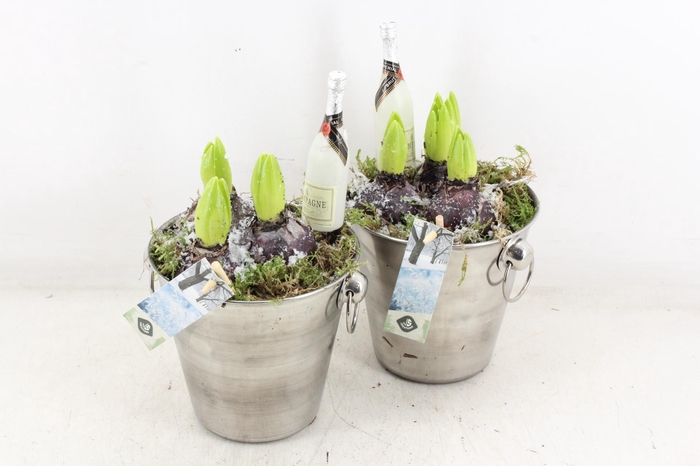 <h4>arr4 Hyacint JS - Wijnkoeler</h4>