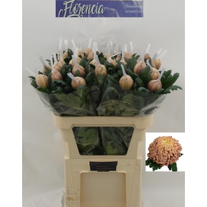 Chr G Vienna Copper