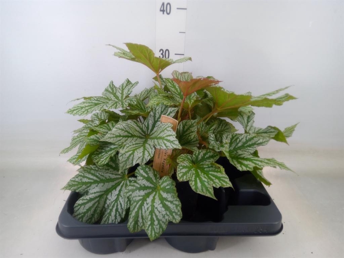 <h4>Begonia BD   ...</h4>