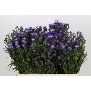 Aster Casamare