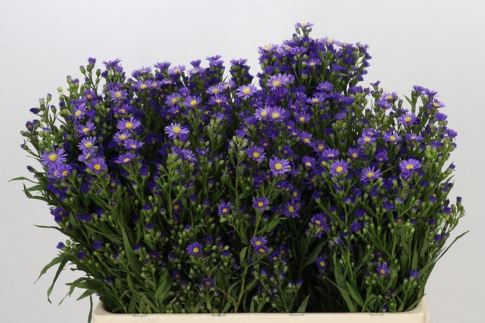 <h4>Aster Casamare</h4>