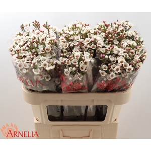 Chamelaucium Moonlight Delight