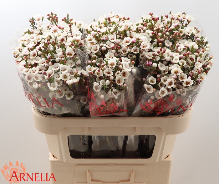 <h4>Chamelaucium Moonlight Delight</h4>
