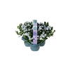 Campanula portenschlagiana Ambella White