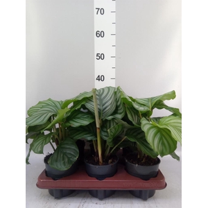 Calathea orbifolia