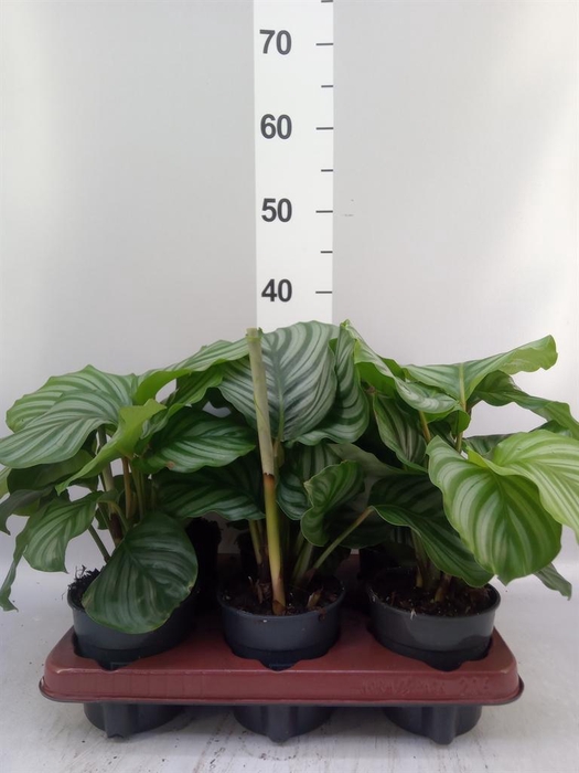 <h4>Calathea orbifolia</h4>