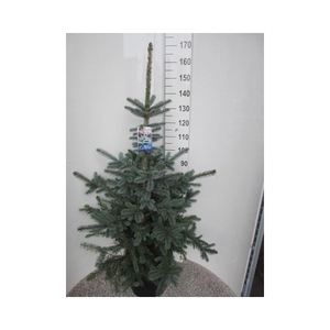 Picea pungens Super Blue 140-150 P36
