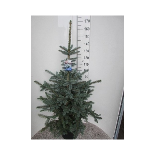<h4>Picea pungens Super Blue 140-150 P36</h4>