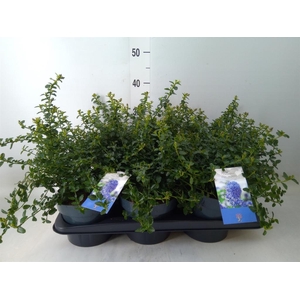 Ceanothus thyrsiflorus var. repens