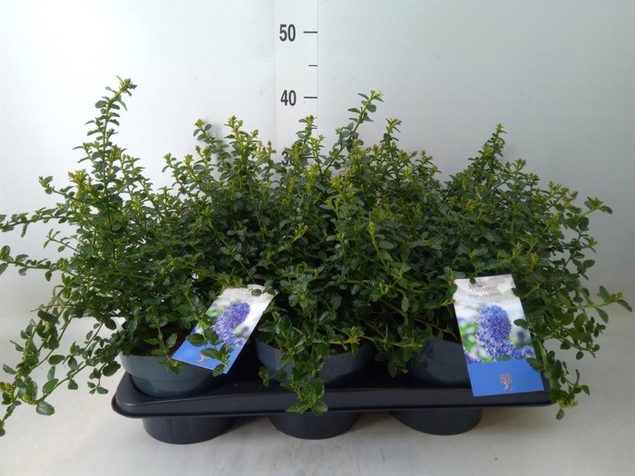 <h4>Ceanothus thyrsiflorus var. repens</h4>