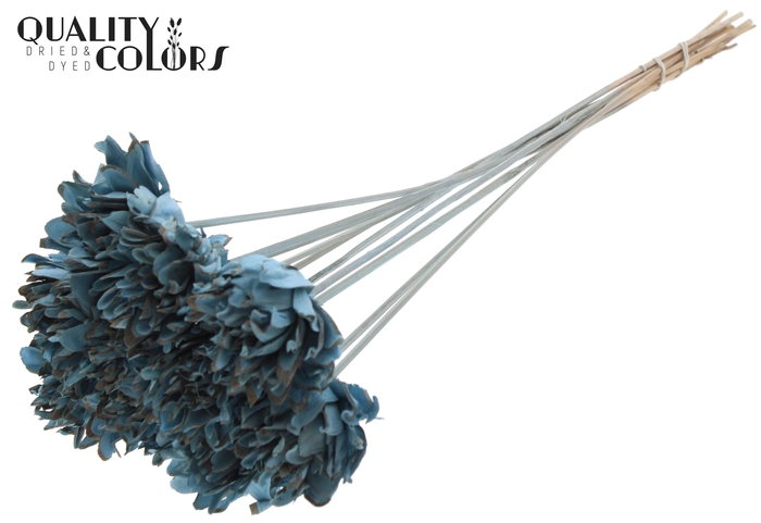 Shola Slice Pine 6cm on stem Light Blue