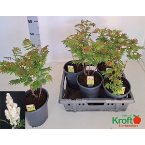 SORBARIA SORB