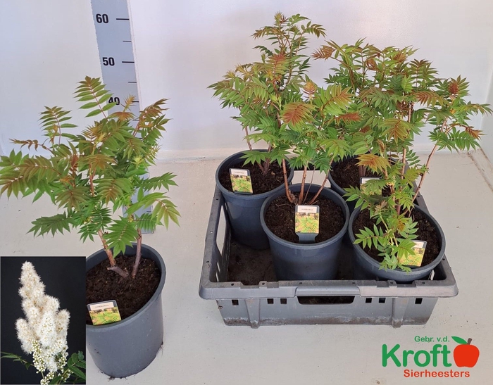 <h4>SORBARIA SORB</h4>