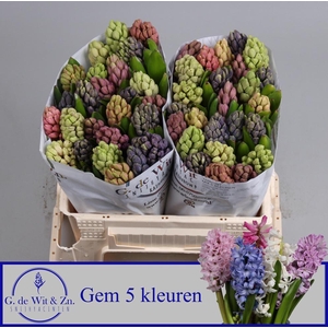 HYAC GEM 5 KLEUREN