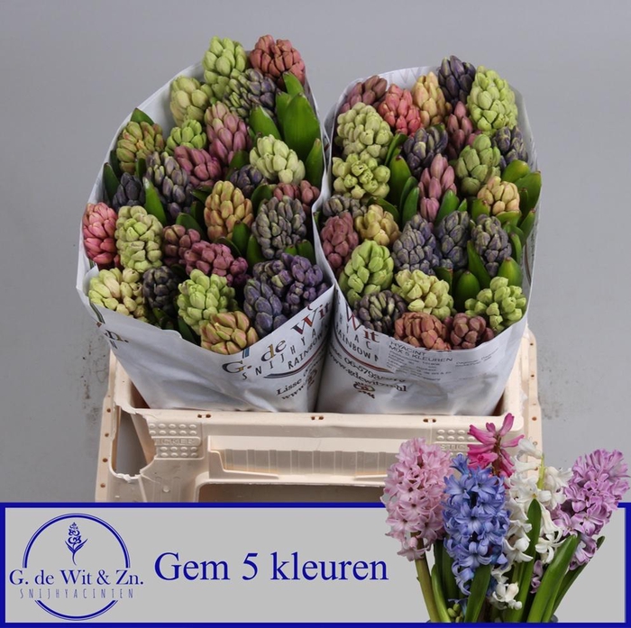 <h4>HYAC GEM 5 KLEUREN</h4>