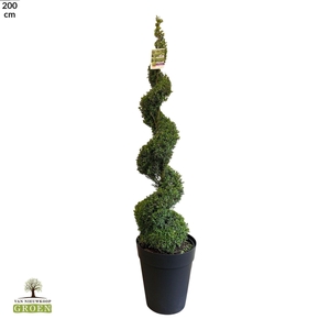 Buxus sempervirens Spiraal 160-180