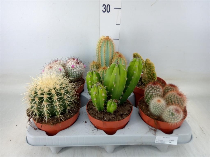 <h4>Cactus   ...mix</h4>