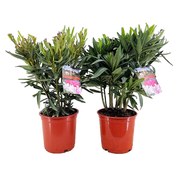 <h4>Nerium oleander</h4>