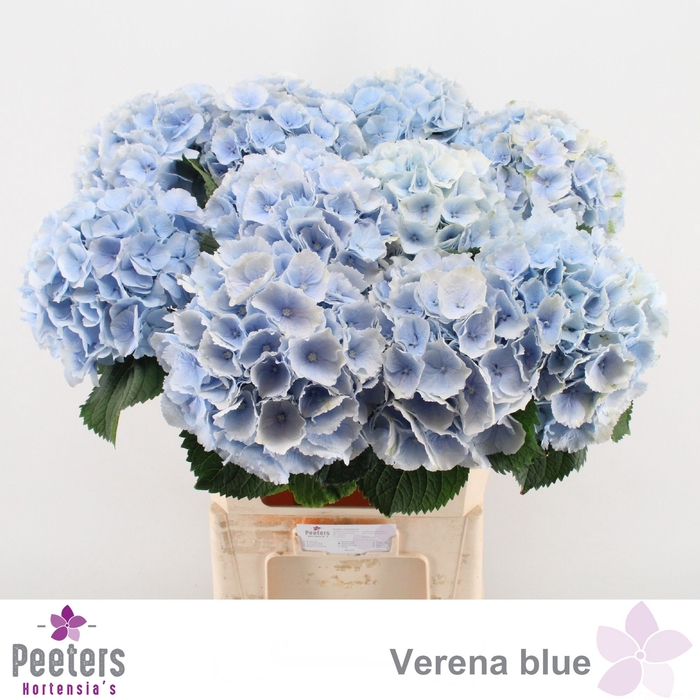 <h4>HYDR M CH VERENA BL</h4>