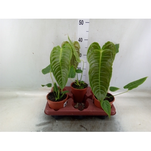 Anthurium   ...