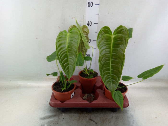 <h4>Anthurium   ...</h4>