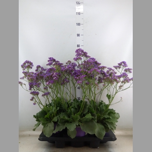 Limonium  'Salt Lake'