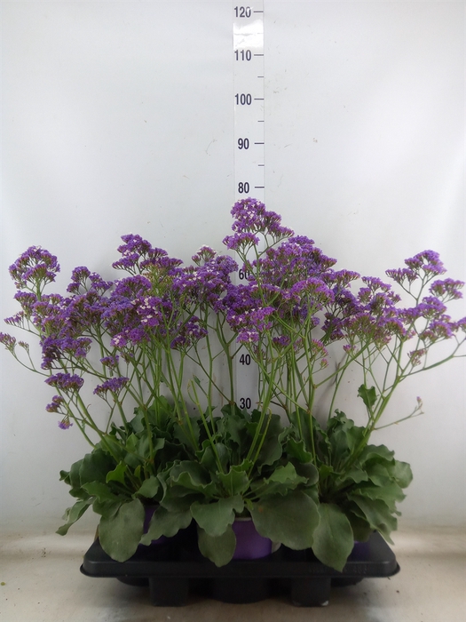 <h4>Limonium  'Salt Lake'</h4>