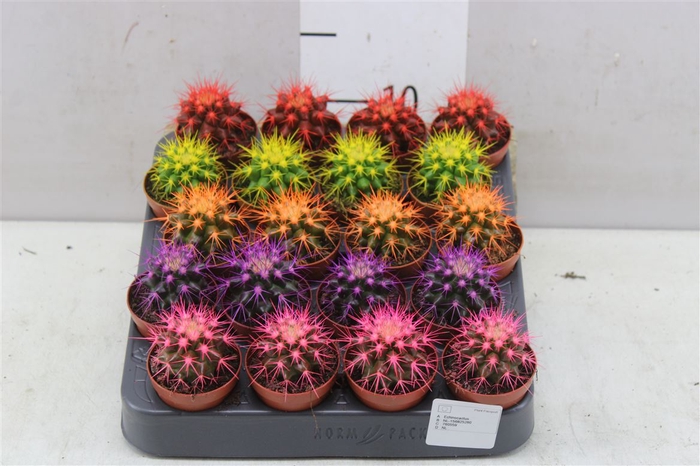 Echinocactus Rainbow Mix