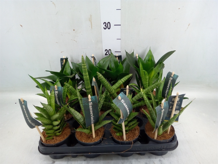 <h4>Sansevieria cyl.  ...</h4>