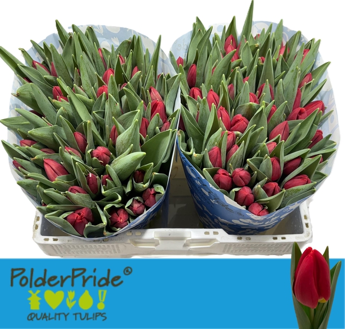 <h4>TU EN RED STONE</h4>