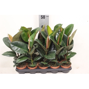 Fic El Robusta