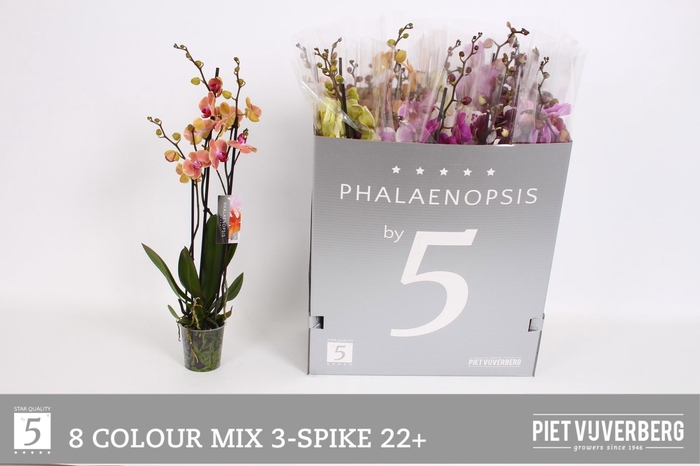 <h4>PHAL GEM 8 KL</h4>