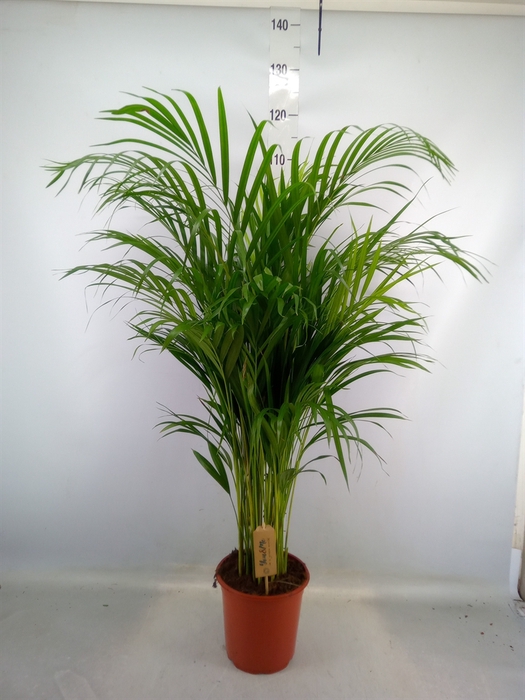 <h4>Dypsis lutescens   ...Chrysalidoca</h4>