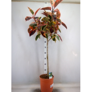 Ficus   ...