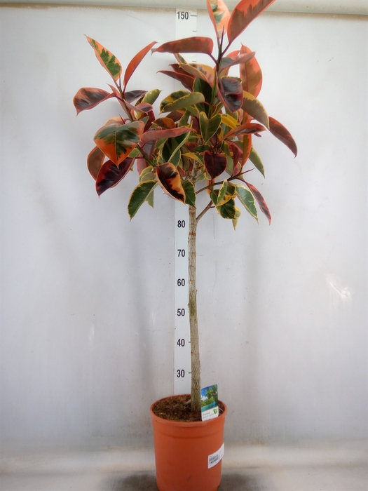 <h4>Ficus   ...</h4>