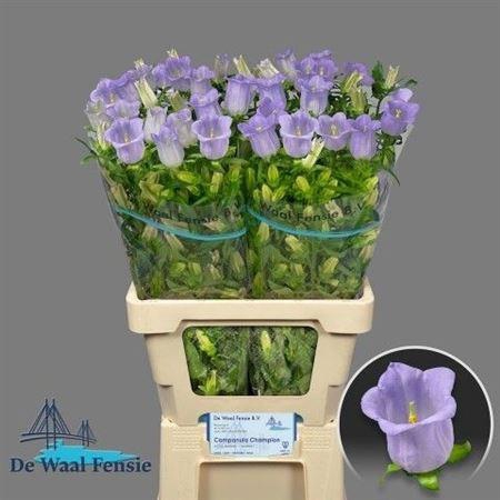 <h4>Campanula Champion Lavender</h4>