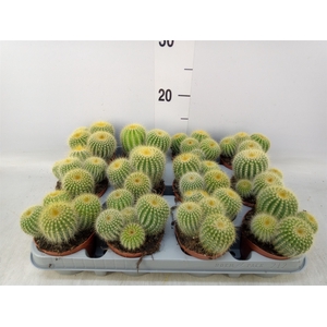 Parodia warasii
