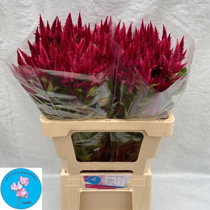 <h4>Celosia A Celway Red</h4>