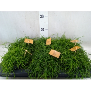 Rhipsalis   ...