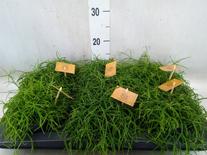 <h4>Rhipsalis   ...</h4>