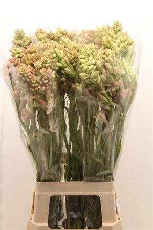 <h4>POLIANT TUBEROSA</h4>