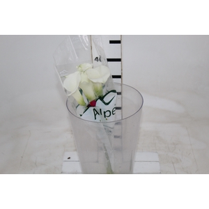 CALLAS VENTURA 040 CM