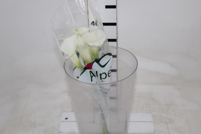 <h4>CALLAS VENTURA 040 CM</h4>