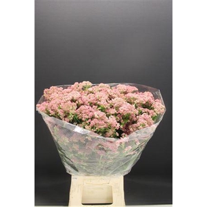 Ozo Rice Flower Rose